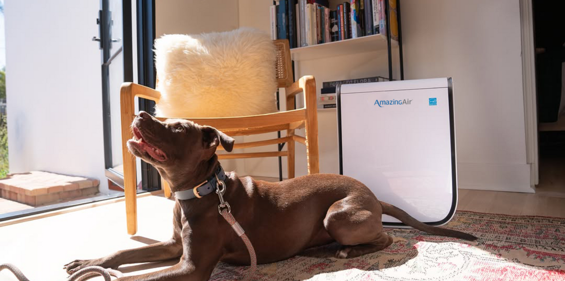 Enjoy pets without the sniffles with cleaner indoor air